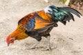 Thai hen or Bantam Chicken male look for food at plantation farm Royalty Free Stock Photo