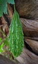 Thai herb called balsam apple, balsam pear, bitter cucumber, bitter gourd, or bitter melon. Royalty Free Stock Photo