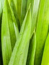 Thai herbal ingredient spas pandanus leaf,sweet and earthy aroma Royalty Free Stock Photo