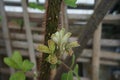 Rubus ellipticus Sm. Rosaceae. The leaves have properties for treating Angular cheilitis. medicinal plants. Thai herbs. Royalty Free Stock Photo