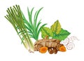 Thai herbs vector illustration