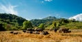 Thai Buffalo with herd