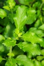 Thai holy basil