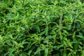 Thai Holy Basil leaves