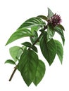 Thai Holy Basil stem, paths Royalty Free Stock Photo