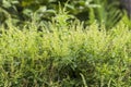 Thai Holy Basil vegetable herb flower