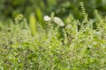 Thai Holy Basil vegetable herb