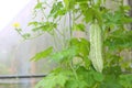 Thai home gardening - Chinese bitter gourd hang on rope