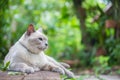 Thai house cat, Siamese cat species lay on wooden