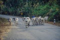 Thai karen hill tribe