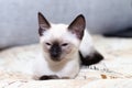 A Thai kitten slumbers on the sofa at home. Royalty Free Stock Photo