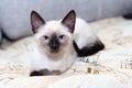 A Thai kitten slumbers on the sofa at home. Royalty Free Stock Photo