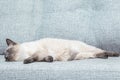 A Thai kitten slumbers on the sofa at home. Royalty Free Stock Photo