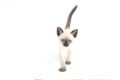 Thai kitten is a traditional or old-style siamese kitte Royalty Free Stock Photo