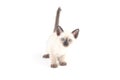 Thai kitten is a traditional or old-style siamese kitten Royalty Free Stock Photo