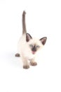 Thai kitten is a traditional or old-style siamese kitten Royalty Free Stock Photo