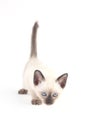 Thai kitten is a traditional or old-style siamese kitten Royalty Free Stock Photo