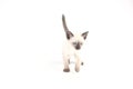 Thai kitten is a traditional or old-style siamese kitten Royalty Free Stock Photo