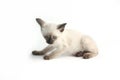 Thai kitten is a traditional or old-style siamese kitten Royalty Free Stock Photo