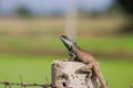 Thai lizard