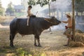 Thai local boy playing notebook on buffalo back