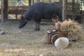 Thai local boy playing notebook on farm and buffalo background Royalty Free Stock Photo