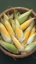 Thai local breed organic corns in basket, agriculture product concept