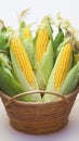 Thai local breed organic corns in basket, agriculture product concept