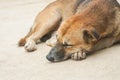 Thai local dog face in sleeping mode