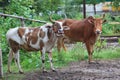 Thai local domestic cow for fighting in southern tradition of thailand