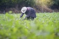 Thai local farmer harvesting a sweet potatoyams in a field,filtered image,selective focus