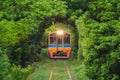 Thai local train on railway with green trees tunnel corridor, Bangkok, Thailand. Way through national park garden in summer season Royalty Free Stock Photo