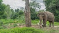 Thai Long elephant tusks