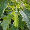 Thai long green eggplant