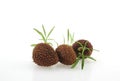 Thai Lychee, chakrapad cultivar, northern Thailand on white background 2017