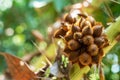 Thai lychee from tree on blurred bokeh nature