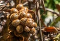 Thai lychee from tree on blurred nature