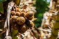 Thai lychee from tree on blurred nature