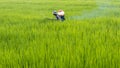 Farmer spraying fertilizer in paddy rice.