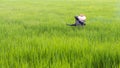 Farmer spraying fertilizer in paddy rice.