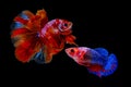 Thai male and female betta fish on black background