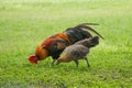 Thai male and female Chickens