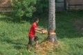 Thai man is cutting coconut palm tree in the garden with chainsaw
