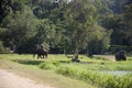 Thai man mahout riding elephant service people tour around fores