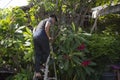 Thai men people gardening and cutting pruning branch Plumeria tree in garden at front of home at Nonthaburi, Thailand