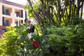 Thai men people gardening and cutting pruning branch Plumeria tree in garden at front of home at Nonthaburi, Thailand