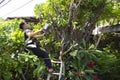 Thai men people gardening and cutting pruning branch Plumeria tree in garden at front of home at Nonthaburi, Thailand