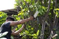 Thai men people gardening and cutting pruning branch Plumeria tree in garden at front of home at Nonthaburi, Thailand