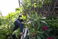 Thai men people gardening and cutting pruning branch Plumeria tree in garden at front of home at Nonthaburi, Thailand