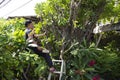 Thai men people gardening and cutting pruning branch Plumeria tree in garden at front of home at Nonthaburi, Thailand